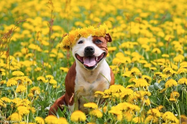 Staffordshire Bull Terrier