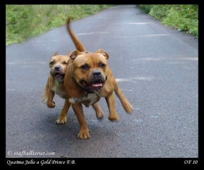 Staffordshire Bull Terrier 2010 