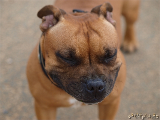 Staffordshire Bull Terrier