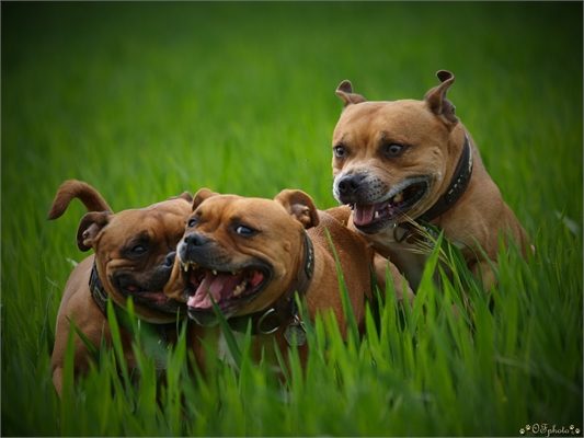 Staffordshire Bull Terrier