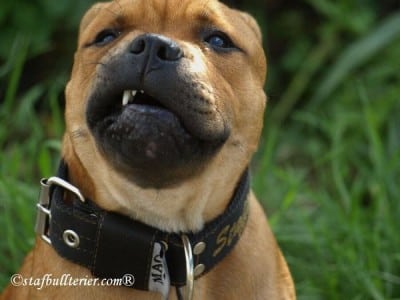 Staffordshire Bull Terrier 2011