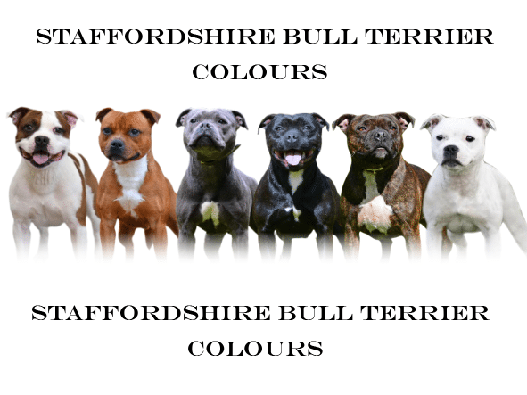 O plemeni Staffordshire Bull Terrier