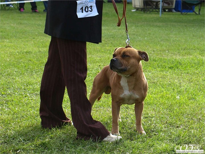 Staffordshire Bull Terrier 2012