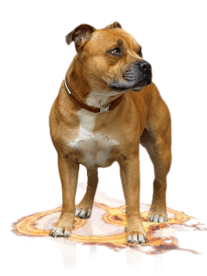 Staffordshire bull terrier males