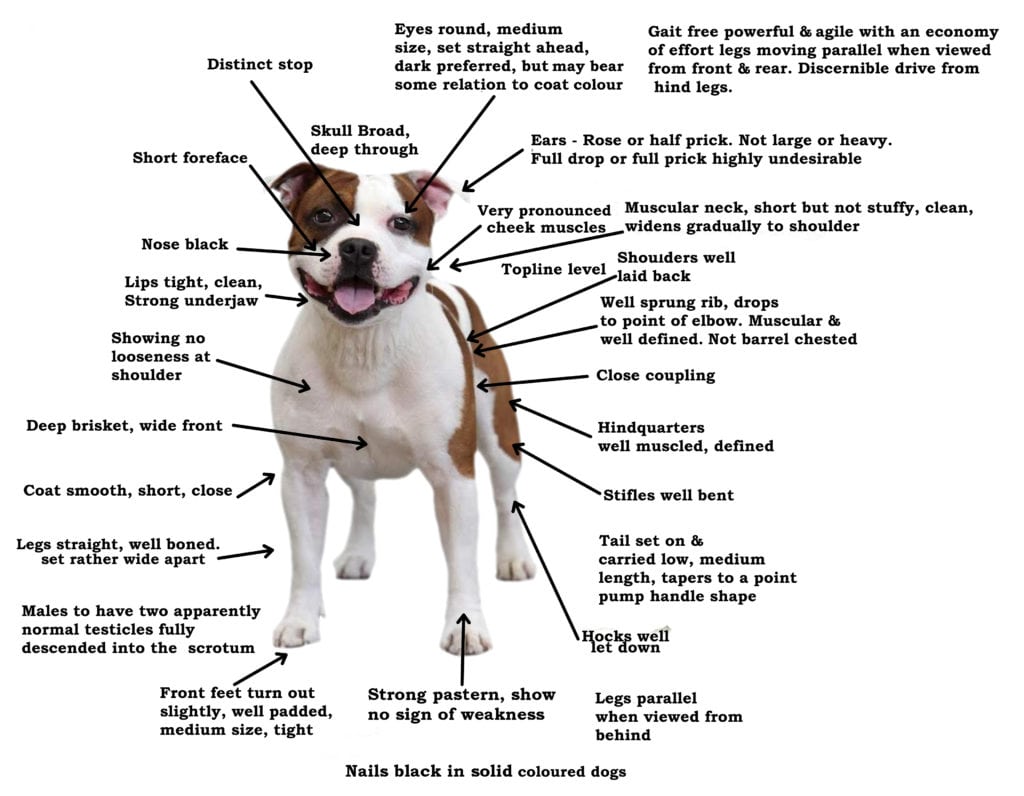 sbt O plemeni Staffordshire Bull Terrier