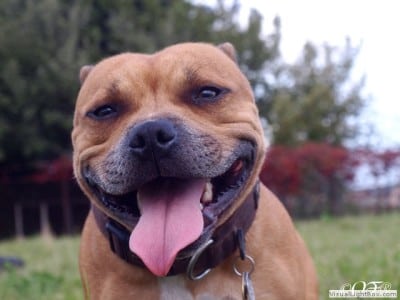 stafforshire_bull_terrier_de_orphanus39