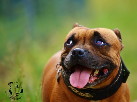 staffordshire bullterrier kennel