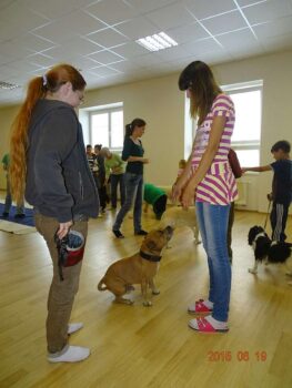 stafordšírský bulteriér canisterapie