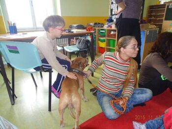 stafordšírský bulteriér canisterapie