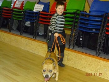 Canisterapie Stafordšírských bulteriérů 43 Canisterapie Stafordšírských bulteriérů stafordšírský bulteriér canisterapie