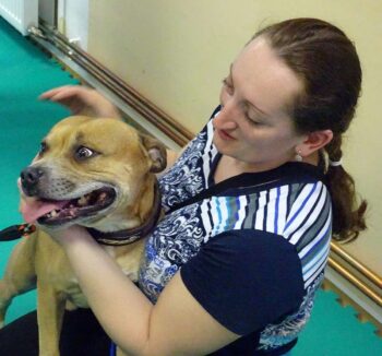 stafordšírský bulteriér canisterapie