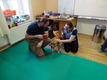 stafordšírský bulteriér canisterapie