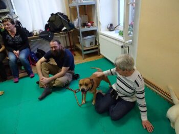 stafordšírský bulteriér canisterapie