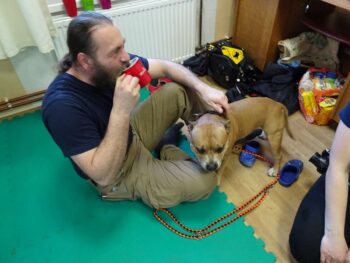 stafordšírský bulteriér canisterapie