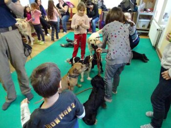 stafordšírský bulteriér canisterapie