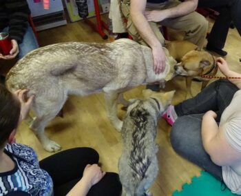 stafordšírský bulteriér canisterapie