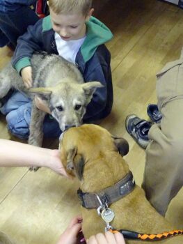 stafordšírský bulteriér canisterapie