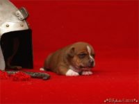 Staffordshire Bull Terrier - litter C