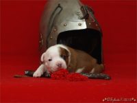 Staffordshire Bull Terrier - litter C