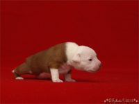 Staffordshire Bull Terrier - litter C