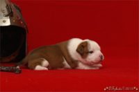 Staffordshire Bull Terrier - litter C