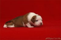 Staffordshire Bull Terrier - litter C