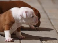 Staffordshire Bull Terrier - litter C