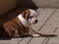 Staffordshire Bull Terrier - litter C