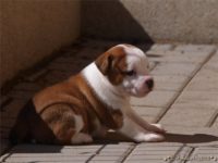 Staffordshire Bull Terrier - litter C