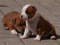 Staffordshire Bull Terrier - litter C