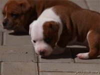 Staffordshire Bull Terrier - litter C