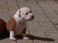 Staffordshire Bull Terrier - litter C