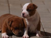 Staffordshire Bull Terrier - litter C