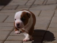 Staffordshire Bull Terrier - litter C