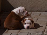 Staffordshire Bull Terrier - litter C