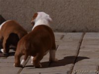 Staffordshire Bull Terrier - litter C