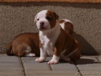 Staffordshire Bull Terrier - litter C