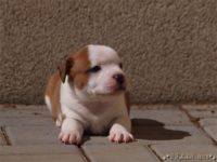 Staffordshire Bull Terrier - litter C