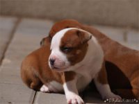 Staffordshire Bull Terrier - litter C