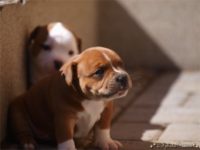 Staffordshire Bull Terrier - litter C