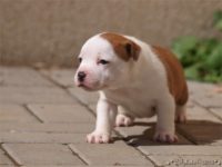 Staffordshire Bull Terrier - litter C