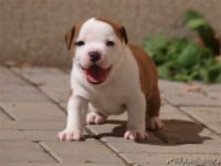 Staffordshire Bull Terrier - litter C