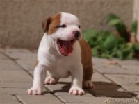 Staffordshire Bull Terrier - litter C