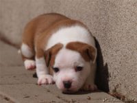 Staffordshire Bull Terrier - litter C