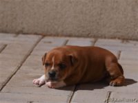 Staffordshire Bull Terrier - litter C