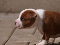 Staffordshire Bull Terrier - litter C