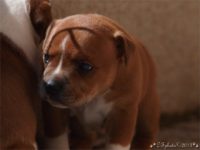 Staffordshire Bull Terrier - litter C