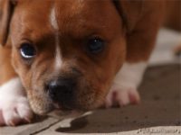 Staffordshire Bull Terrier - litter C