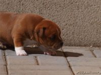 Staffordshire Bull Terrier - litter C