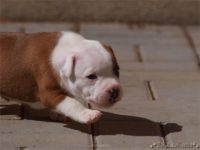 Staffordshire Bull Terrier - litter C